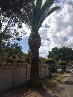 Tree Trimming, Cutting And Removal With Care.