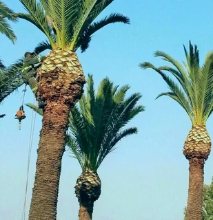 Tree Trimming,cutting And Removal With Care!