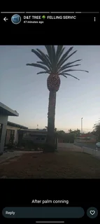 Tree Trimming,cutting And Removal With Care!