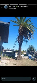 TREE TRIMMING,CUTTING AND REMOVAL WITH CARE!