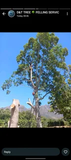 TREE TRIMMING,CUTTING AND REMOVAL WITH CARE!