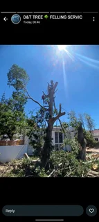 TREE TRIMMING,CUTTING AND REMOVAL WITH CARE!