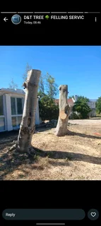 TREE TRIMMING,CUTTING AND REMOVAL WITH CARE!