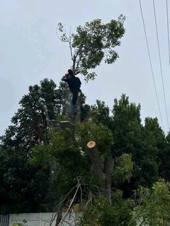 Tree Trimming, Cutting And Removal With Care!!!