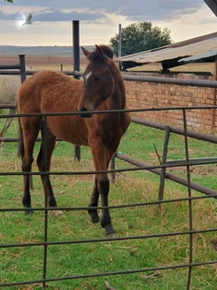 Sadelbred filly