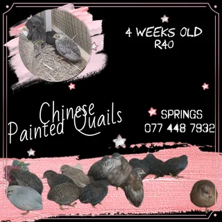 Chinese button quails