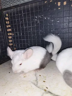 Baby chinchilla