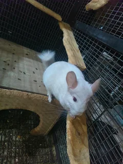 2x white RPAc Chinchilla brothers