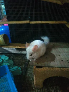 2x white RPAc Chinchilla brothers