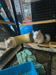 2x white RPAc Chinchilla brothers