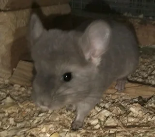Violet Chinchilla baby