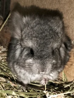 Chinchilla babys