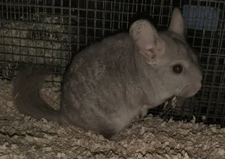 Chinchilla male