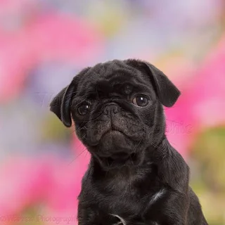 Looking For A Black Female Pug