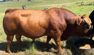 Bonsmara Bull for Sale