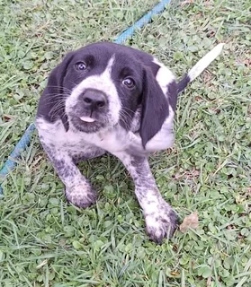 Beagle mix German Shorthair Pointer (Boingle) Puppies for sale