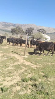 Cattle For Sale – Angus & Boran Herd