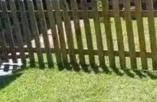 Picket fencing treated