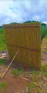 Bamboo panels for fencing