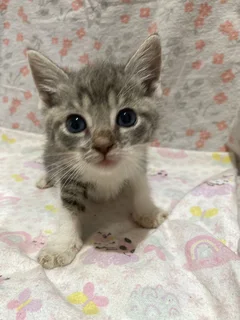 Kitten Adoption – Loving Homes Needed