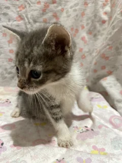 Kitten Adoption – Loving Homes Needed