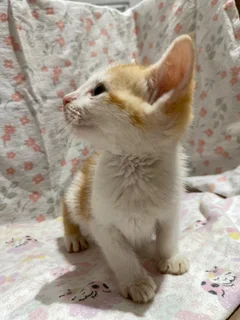 Kitten Adoption – Loving Homes Needed