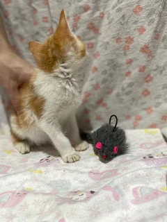 Kitten Adoption – Loving Homes Needed