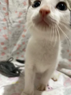 Kitten Adoption – Loving Homes Needed