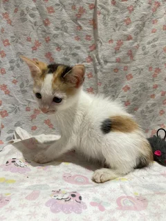 Kitten Adoption – Loving Homes Needed