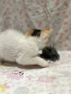 Kitten Adoption – Loving Homes Needed