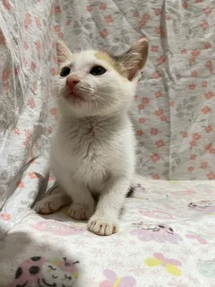 Foster Kittens Looking For A Forever Home