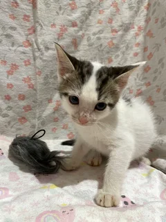 4 Kittens Still Seeking Forever Homes