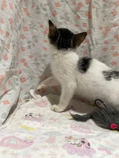 4 Kittens Still Seeking Forever Homes