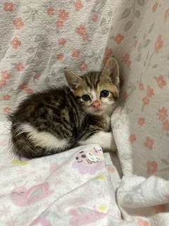 4 Kittens Still Seeking Forever Homes