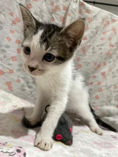 One Male Kitten Still Seeking Home