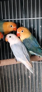Fisher Lovebirds For Sale