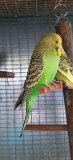 Budgies For Sale