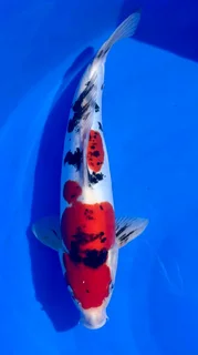 Koi Fish