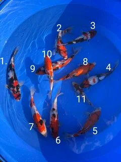 Koi Fish
