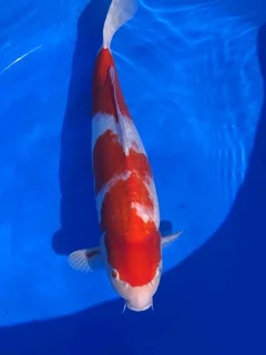 Koi Fish