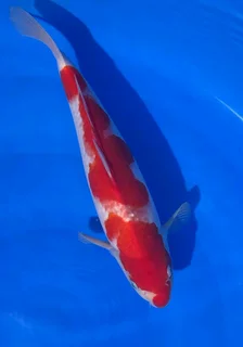 Koi Fish