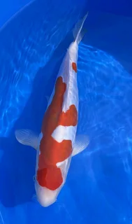 KOI Fish