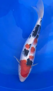 KOI Fish