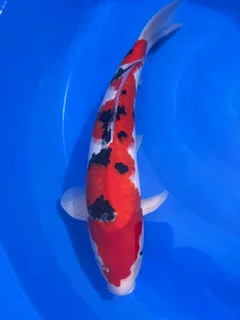 KOI Fish