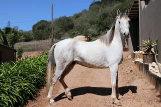 Mixed Arabian Gelding