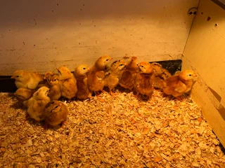 Rhode Island red chicks