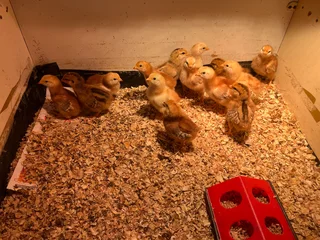Rhode Island red chicks