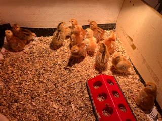 Rhode Island red chicks