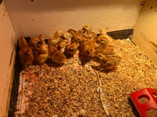 17 Rhode Island red chicks