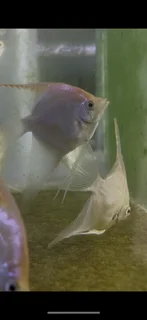 Local bred anglefish